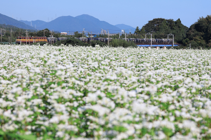 お写ん歩: RF-S18-150mm F3.5-6.3 IS STMアーカイブ